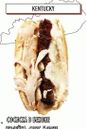 хот дог са кобасицом у сланини, ћуретином, морне сосом