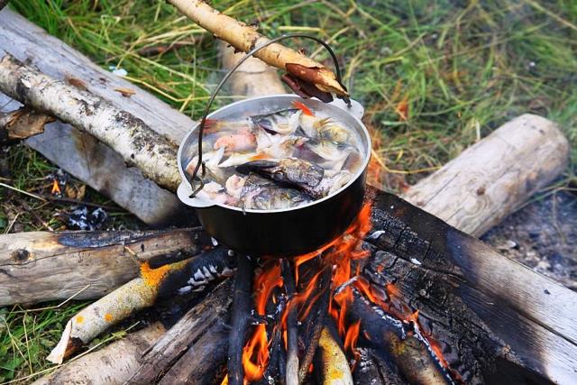 Краљевско ухо у природи